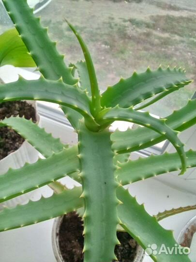 Алоэ вера лечебный