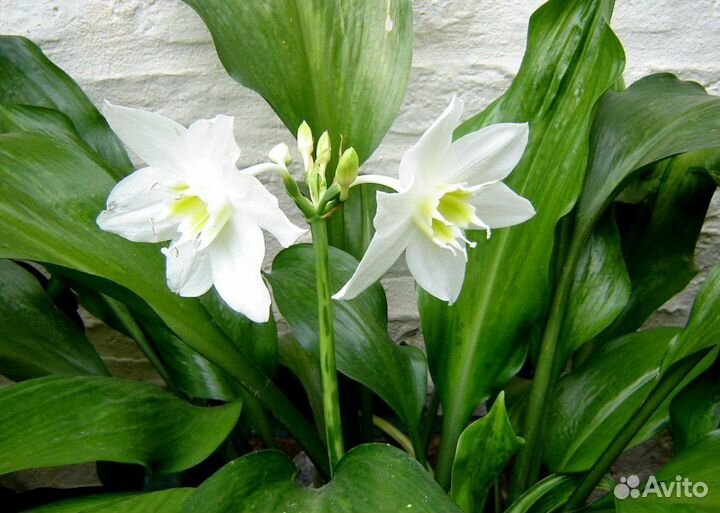 Садовые растения