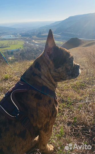 Французский бульдог