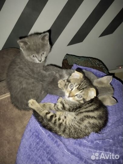 Кошка в дар бесплатно