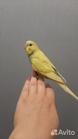 Волнистые попугайчики