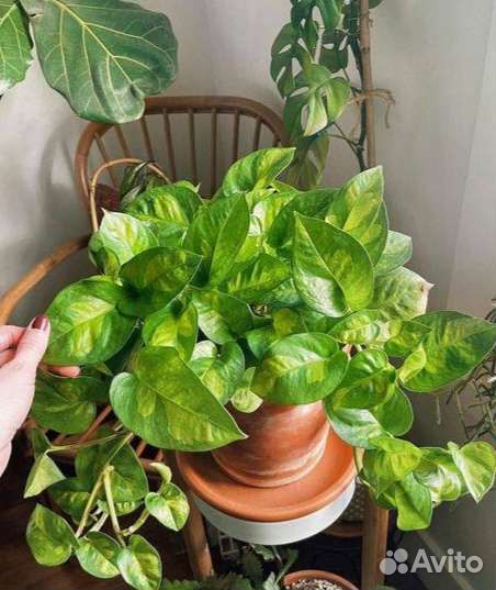 Epipremnum Global Green