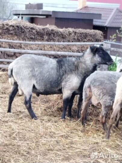 Баран на племя или на мясо