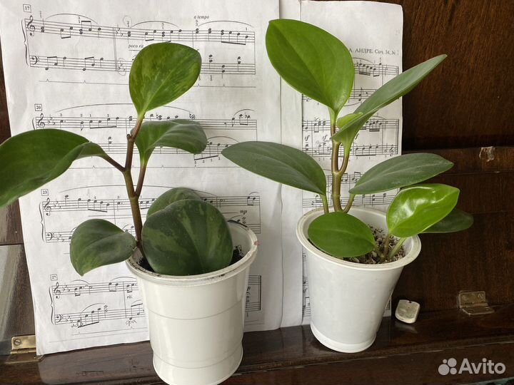 Комнатные растения,пеперомии разные