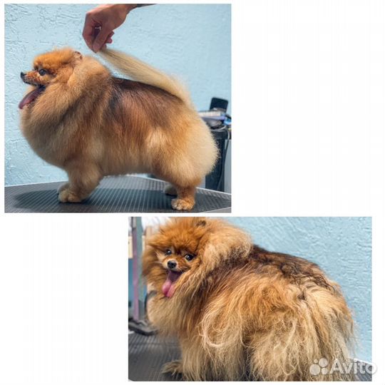 Груминг. Стрижка собак и кошек