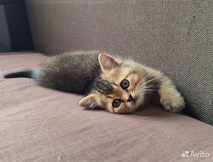 Шотландская