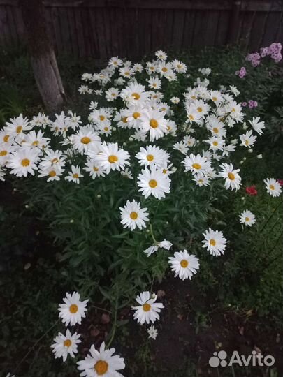 Ромашка садовая белая