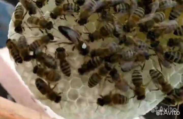 Пчеломатки карпатка