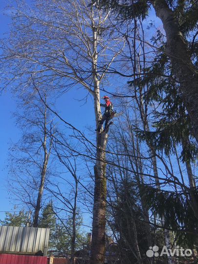 Спилить деревья