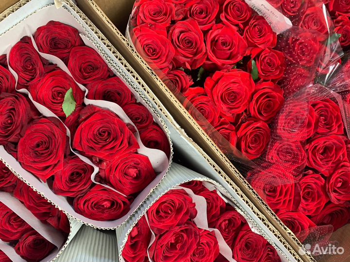 Растения, розы оптом, роза, букет роз