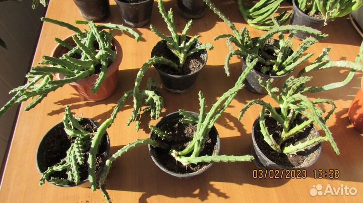 Стапелия Желтая, Красная, Эпифиллум Апрель