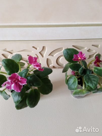 Фиалки стартеры