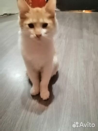 Кот