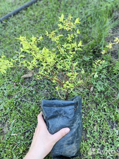 Спирея Голдмаунд