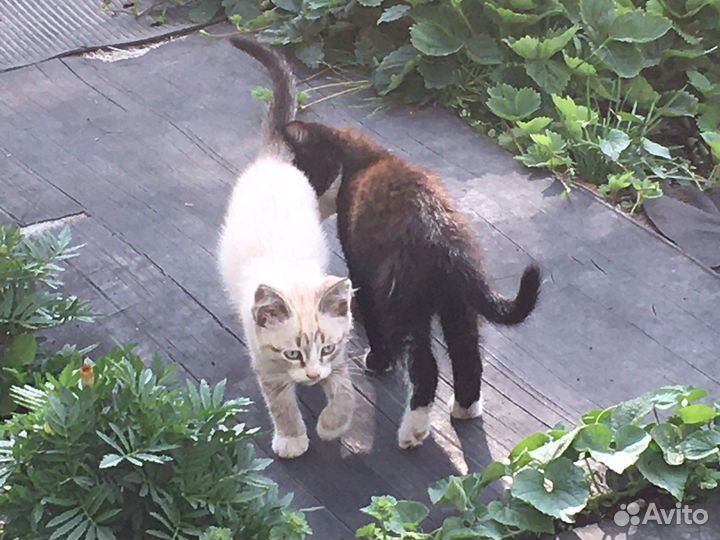 Кошки бесплатно