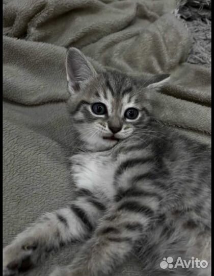 Котята бесплатно