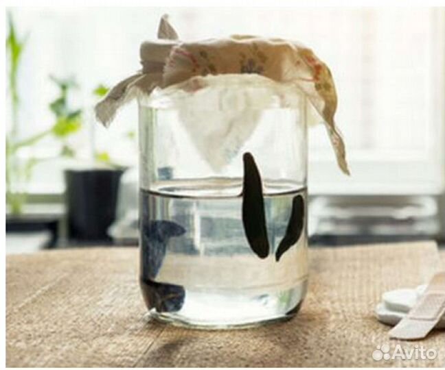 Медицинские пиявки оптом и в розницу