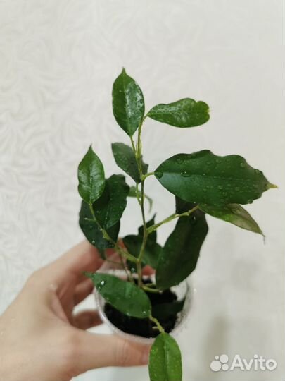 Фикус бенджамина