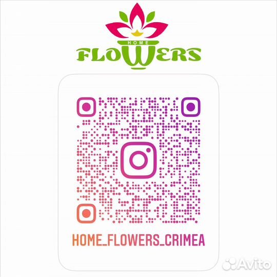 Кротон большие листья микс Croton big leaves mix 3