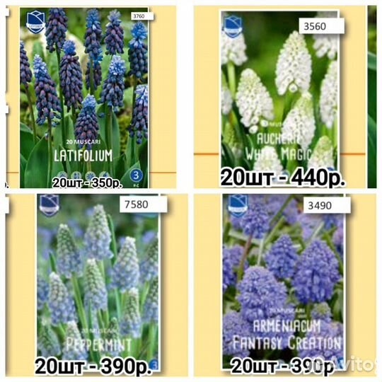 Луковичные на осень