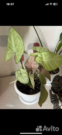 Набор растений