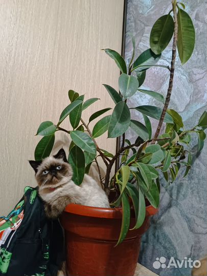 Кошечка персидский экзот ищет жениха