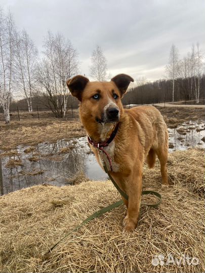 Собачку предали