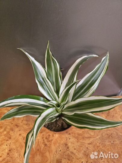 Драцена куст