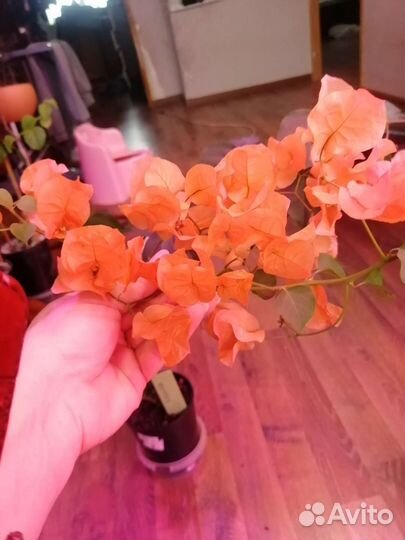 Бугенвиллия Rosenka