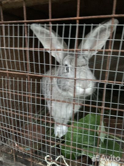 Кролики мясных пород