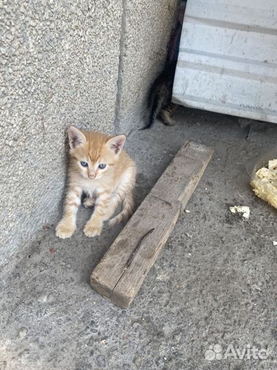 Самые милые котята отдам в добрые руки