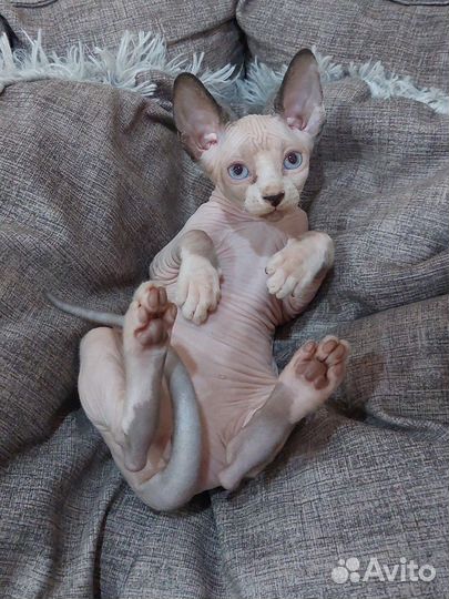 Канадский сфинкс