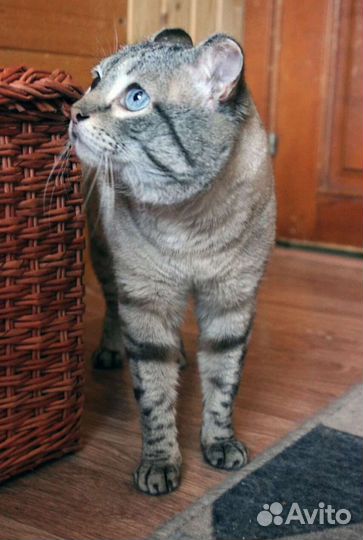 Короткошерстная кошка