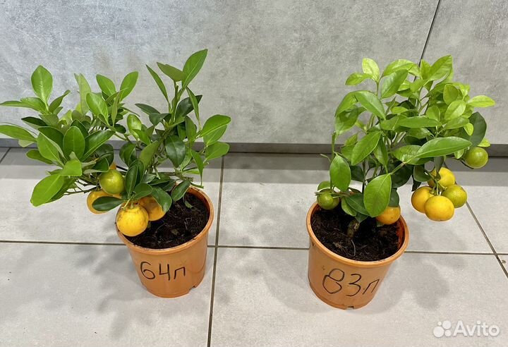 Мандариновое дерево с плодами