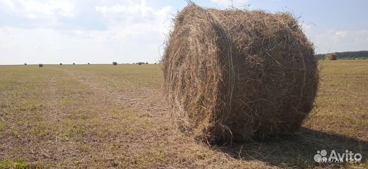 Продам сено в рулонах по 350кг