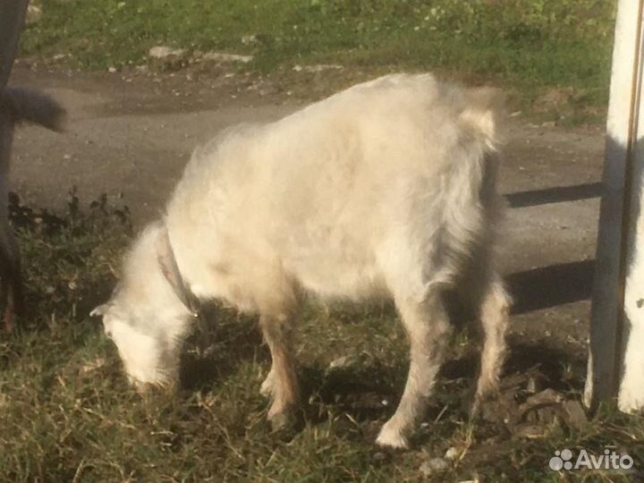 Козел на племя Ламанча