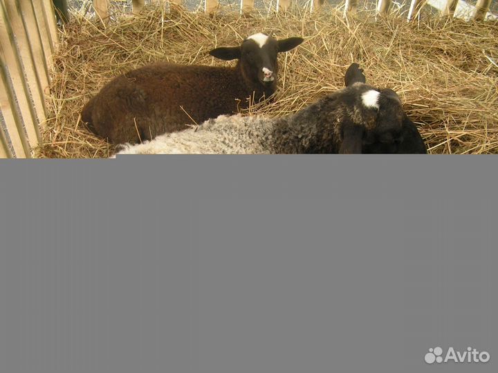 Овцы, Барашки