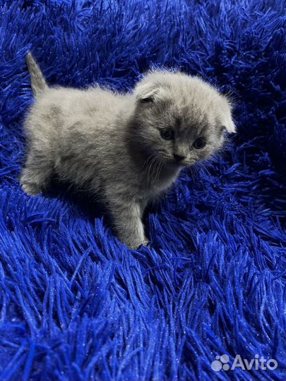 Домашние животные котята