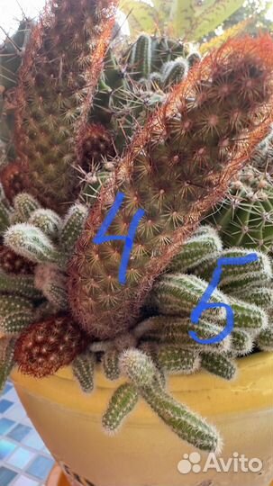 Кактусы,комнатные растения