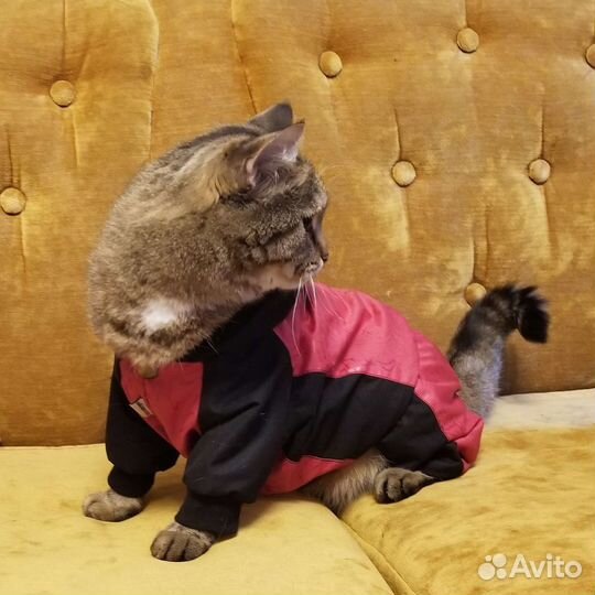 Комбинезон для собак и кошек. Интерактивная рыбка