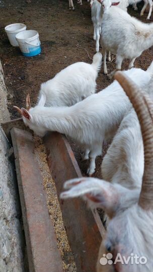 Зааненские козы дойные и козлята