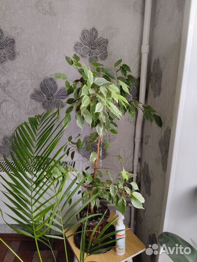 Комнатные цветы