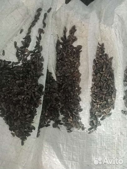 Семена лопуха