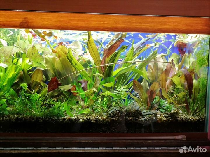 Аквариумные растения:Эхинодорусы и немного другого