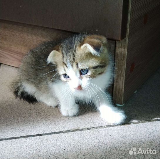 Котята в добрые руки бесплатно