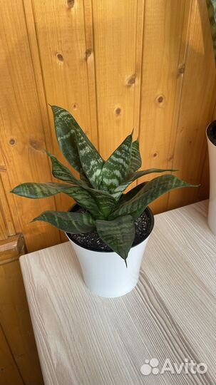 Сансевиерия без горшка