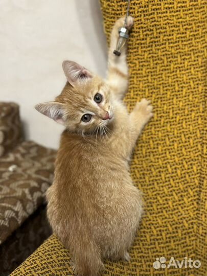 Кошка в дар