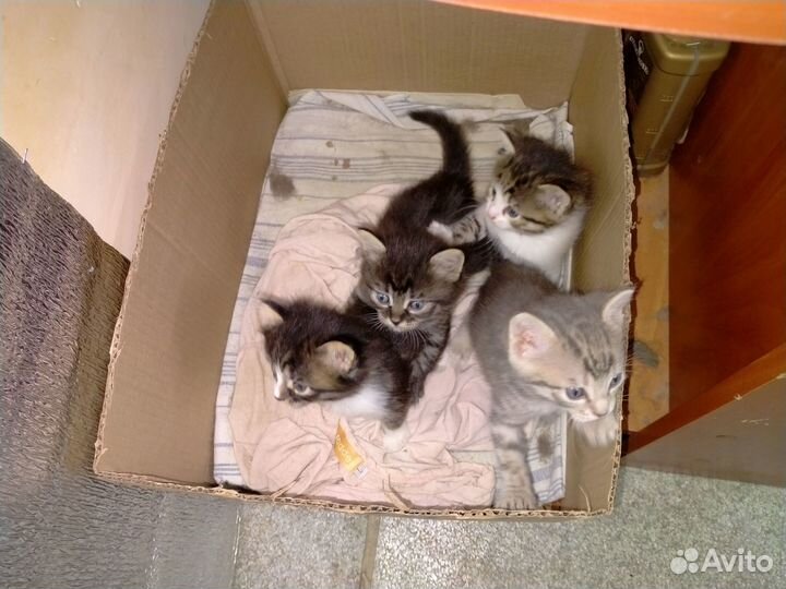 Котята в хорошие руки