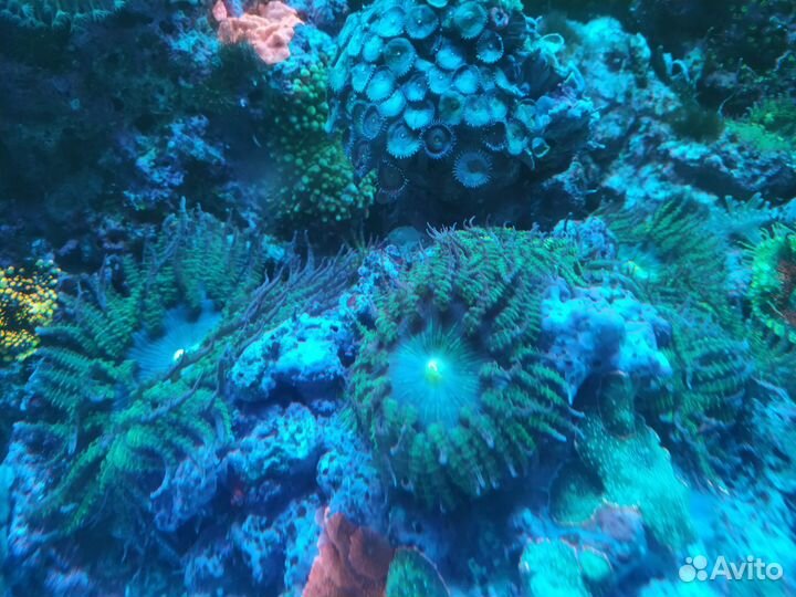 Морские кораллы(мягкота)