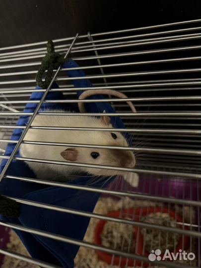 Крыса дамбо сиамская